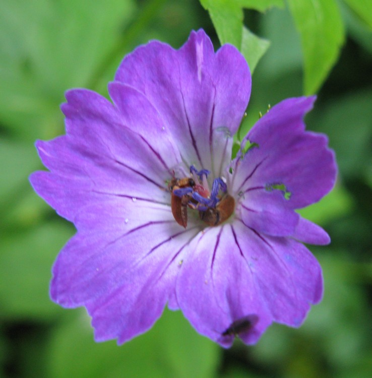 Geranium nodosum / Geranio nodoso